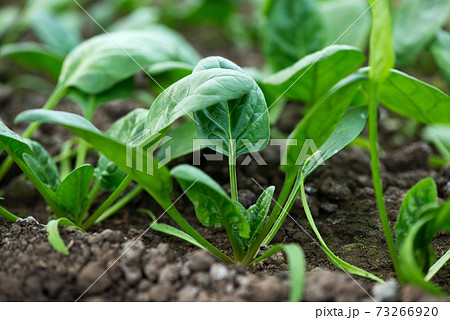 Young fresh organic spinach plants  in a greenhouse - selective focus 73266920