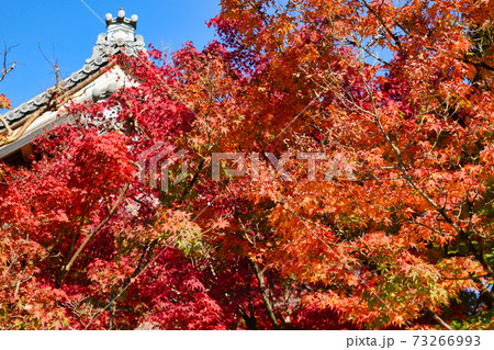 紅葉が美しい京都の永観堂 禅林寺 73266993