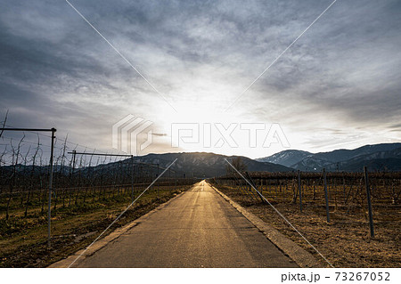 夕陽で光る農道 73267052