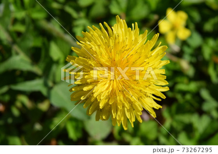 たんぽぽ たんぽぽ 73267295