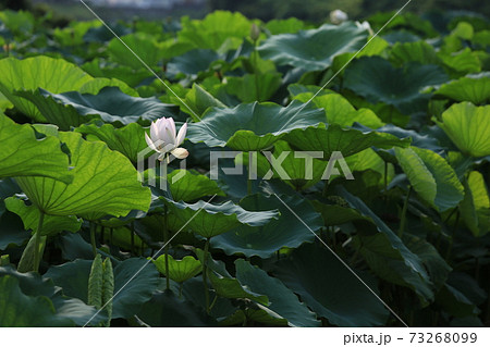 白い蓮の花 白い蓮の花 73268099