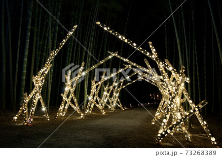 宇都宮市　若山農場　竹林のライトアップ 73268389