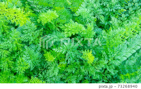 organic carrots. Fresh healthy food. growing healthy vegetables. Background Texture banner organic carrots. Fresh healthy food. growing healthy vegetables. Background Texture banner 73268940