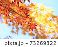 紅葉 73269322