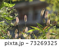 光の中の雑草 73269325