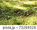 苔の上のどんぐり 73269326