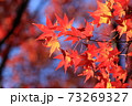 紅葉 73269327