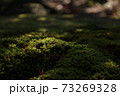 緑の風景 73269328