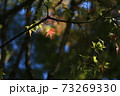 赤い紅葉 73269330
