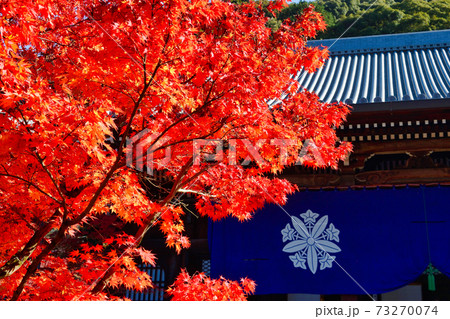 紅葉が美しい京都の永観堂 禅林寺 紅葉が美しい京都の永観堂 禅林寺 73270074