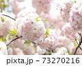 手鞠桜 73270216