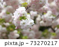 手鞠桜 73270217
