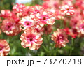 ピンクの花 73270218