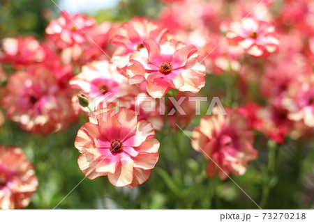 ピンクの花 73270218