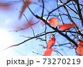 冬の葉っぱ 73270219