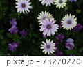 紫色の花 73270220