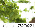 コデマリ 73270221