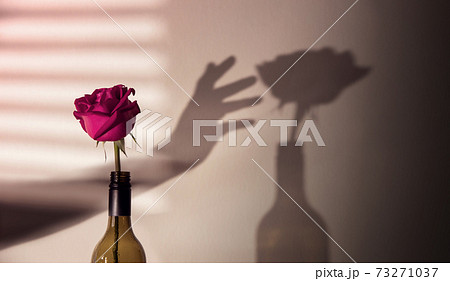 Mind and Mental Health in Love and Relationship Concept. Hand try to Reach a Shadow of Pink Rose Flower on the Wall. Love and Valentines Day 73271037