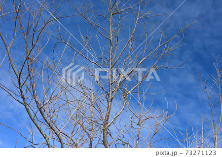 Dry twigs with cloud blue sky background Dry twigs with cloud blue sky background 73271123