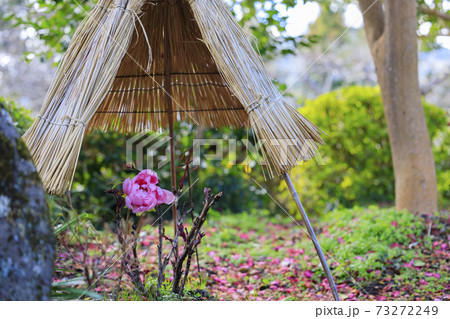 石光寺 寒ぼたん 石光寺 寒ぼたん 73272249