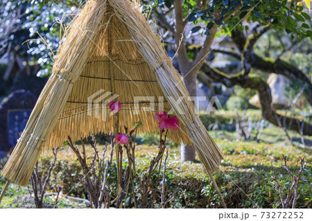 石光寺 寒ぼたん 石光寺 寒ぼたん 73272252