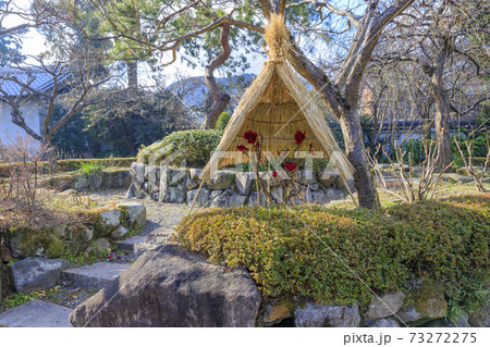 石光寺 寒ぼたん 石光寺 寒ぼたん 73272275