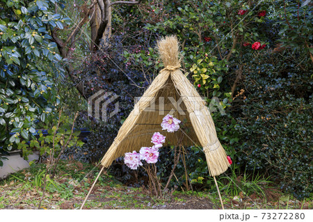 石光寺 寒ぼたん 石光寺 寒ぼたん 73272280