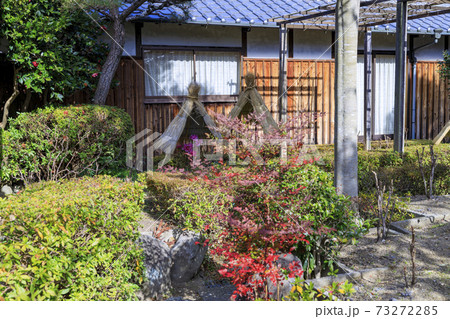 石光寺 寒ぼたん 石光寺 寒ぼたん 73272285