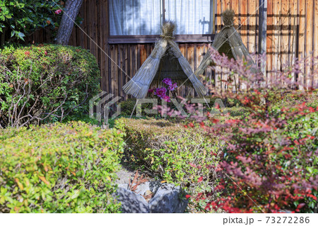 石光寺 寒ぼたん 石光寺 寒ぼたん 73272286