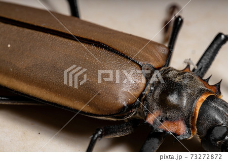 Adult Giant Imperious Sawyer 73272872