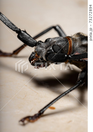 Adult Giant Imperious Sawyer 73272894