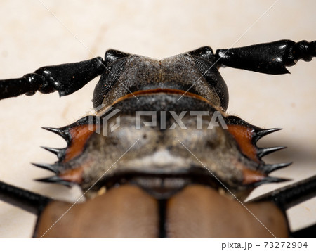 Adult Giant Imperious Sawyer Adult Giant Imperious Sawyer 73272904