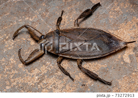 Adult Giant Water Bug Adult Giant Water Bug 73272913