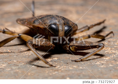 Adult Giant Water Bug Adult Giant Water Bug 73272927