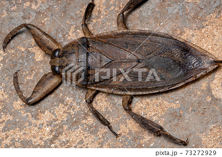 Adult Giant Water Bug 73272929