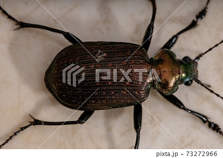 Adult Caterpillar hunter Beetle Adult Caterpillar hunter Beetle 73272966
