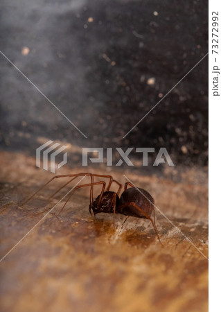 Brown Spitting Spider Brown Spitting Spider 73272992