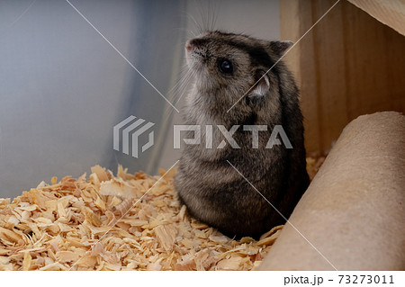 Campbell's dwarf hamster Campbell's dwarf hamster 73273011