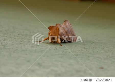 Adult Plusiine Looper Moth 73273021