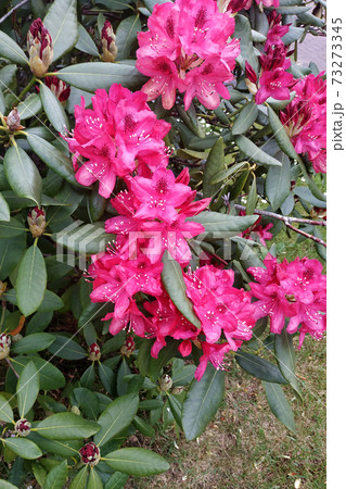 Early flowering rhododendron in Germany, an evergreen plant. 73273345