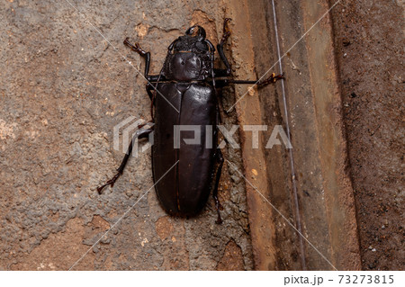 Brazilian Prionid Beetle Brazilian Prionid Beetle 73273815