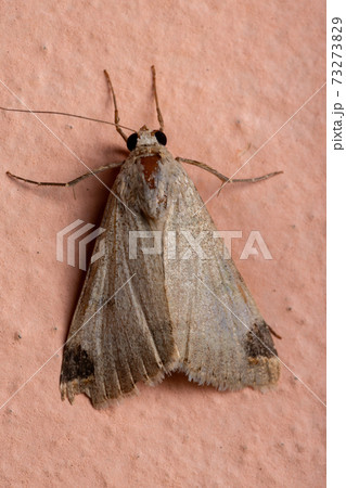 Graphic Owlet Moth Graphic Owlet Moth 73273829