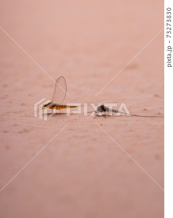 Small Mayfly leaving exoskeleton Small Mayfly leaving exoskeleton 73273830