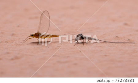 Small Mayfly leaving exoskeleton Small Mayfly leaving exoskeleton 73273831