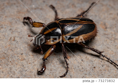 Adult Masked Chafer 73273832