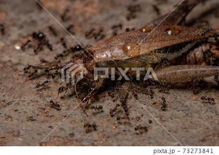 African Big-headed Ant preying on a True Cricket 73273841