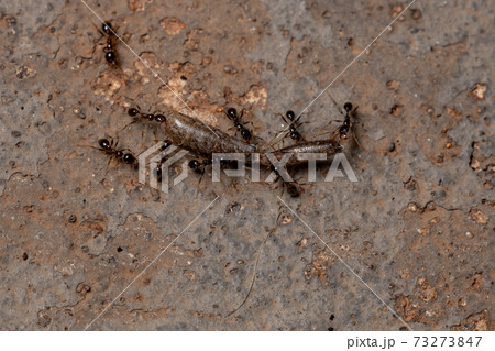 African Big-headed Ant 73273847