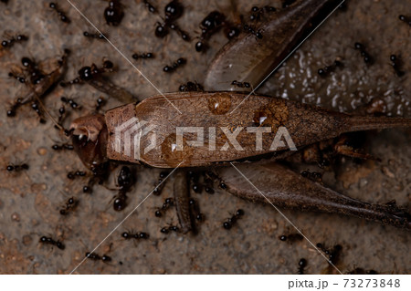 African Big-headed Ant preying on a True Cricket 73273848