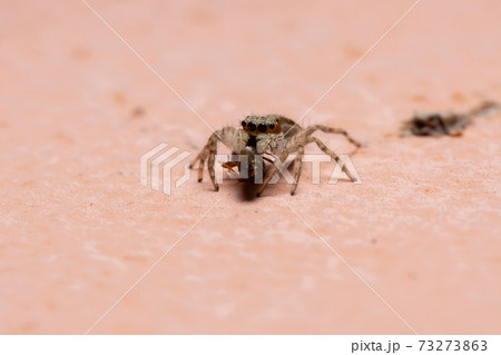 Female Gray Wall Jumping Spider preying on an ant Female Gray Wall Jumping Spider preying on an ant 73273863
