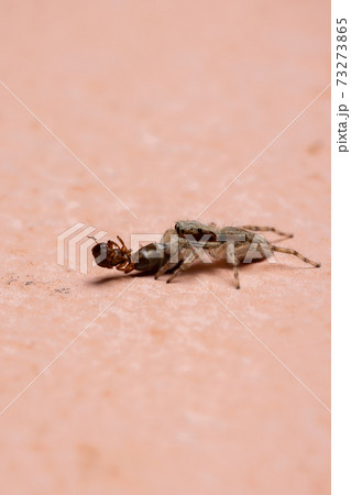 Female Gray Wall Jumping Spider preying on an ant 73273865
